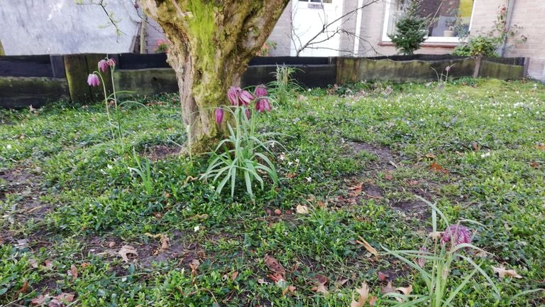 Kievitsbloemen in de tuin van Anita Bolwerk (foto: Anita Bolwerk).