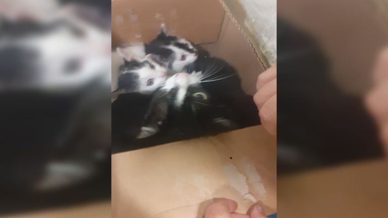 De kittens toen ze uit de box kwamen (foto: Dierenambulance Brabant Noord-Oost).