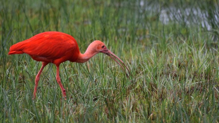 De naar voedsel zoekende rode ibis (foto: Fleur Kuipers).