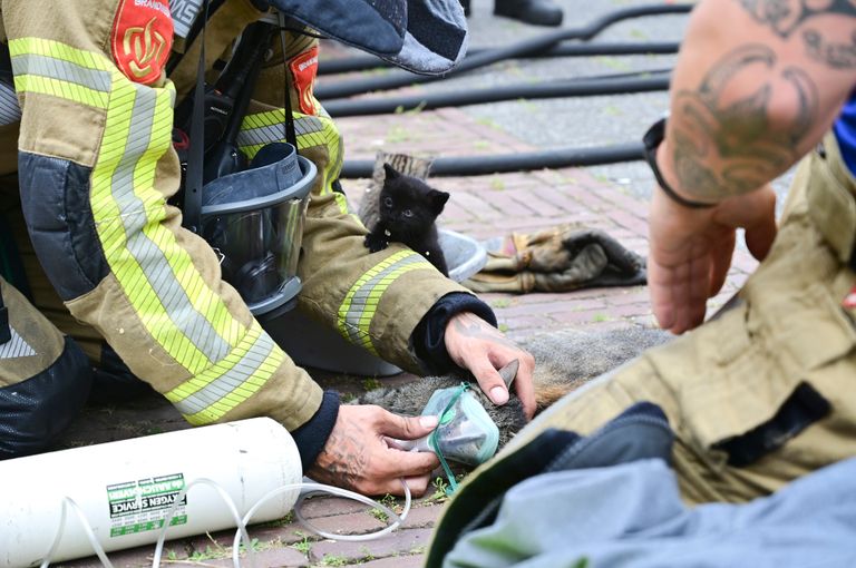 Uit het huis in Breda werden vijf kittens en een poes gered (foto: Perry Roovers/SQ Vision).