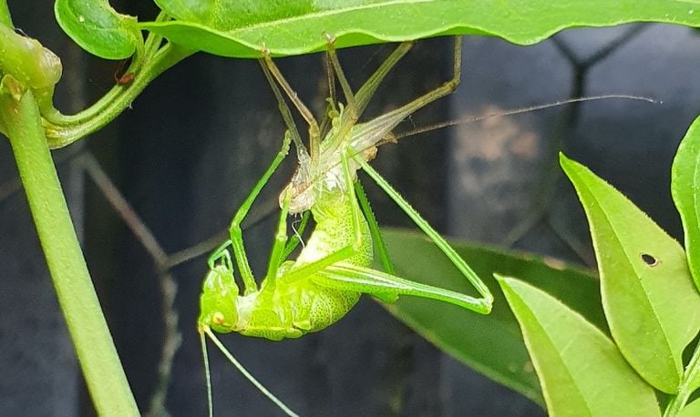 Een sabelsprinkhaan (foto: Conny van Lankveld).