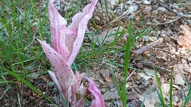 De roze brede wespenorchis (foto: Ronnie en Corrie Geraets).