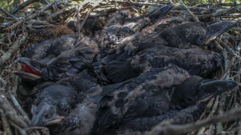 Jonge raven in het nest op De Maashorst (foto: Vogelwacht Uden).