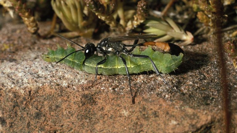 De grote rupsendoder (foto: Pieter van Breugel).