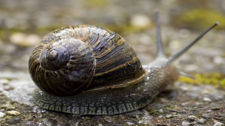 Een segrijnslak (foto: ANP)