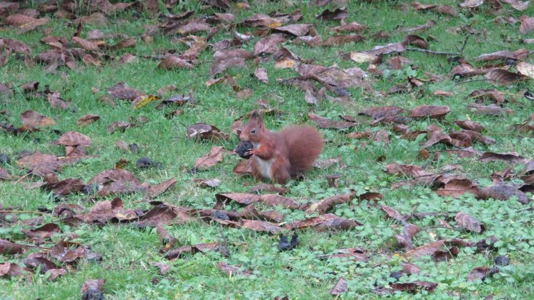 Een roodbruine eekhoorn met een heerlijk hapje (foto: Toke de Vries).