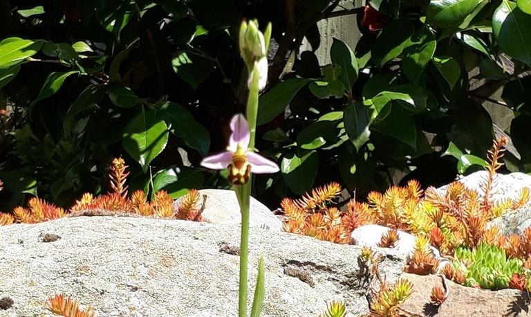 Een bijenophrys of bijenorchis (foto: Albert van Kessel).