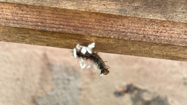 Een rups die bezaaid is met de eitjes van een sluipwesp (foto: Bert Markgraaff).