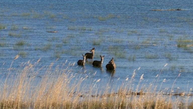 In februari 2022 moesten reeën in de Biesbosch op de vlucht voor het water en storm Eunice.