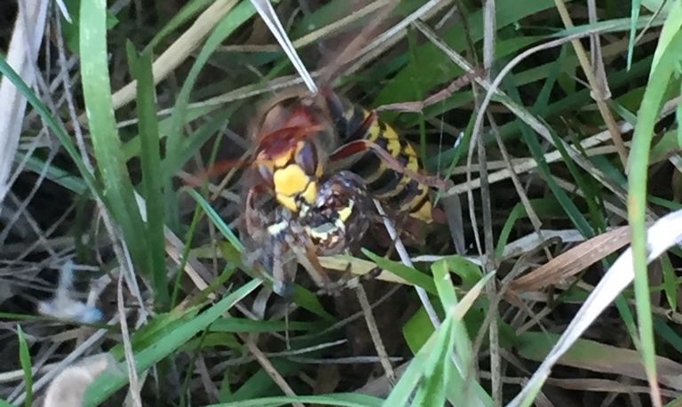 Een hoornaar is een wespspin de baas (foto: Thea Willems).
