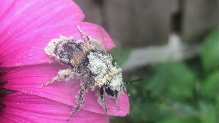 Een hommel vol stuifmeel (foto: Mariët Maas).