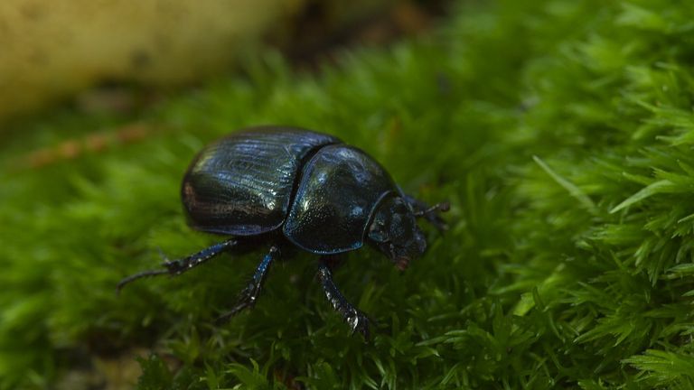 Een gewone mestkever (foto: Saxifraga/Jan Nijendijk).