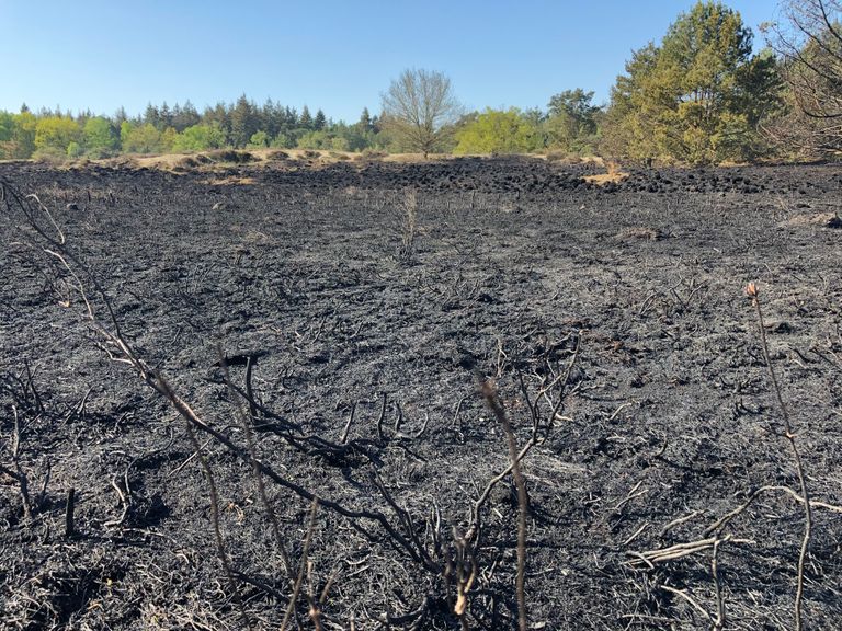 De zwartgeblakerde heide in Son 