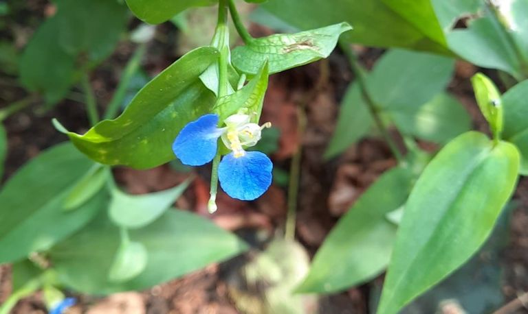 Commelina cyanea, scheurbuikonkruid (foto: Kees-Jan Kuijk).