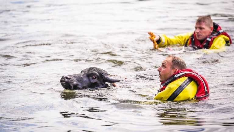 De brandweer moest helpen (foto: Sem van Rijssel/SQ Vision)