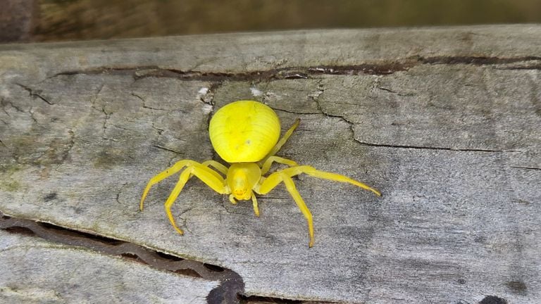 De gele kameleonspin (foto: Hetty Uijtdewilligen van Hest). 