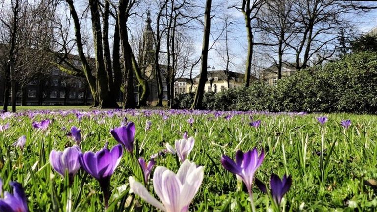 Krokusveld in Breda (foto: Henk Voermans)