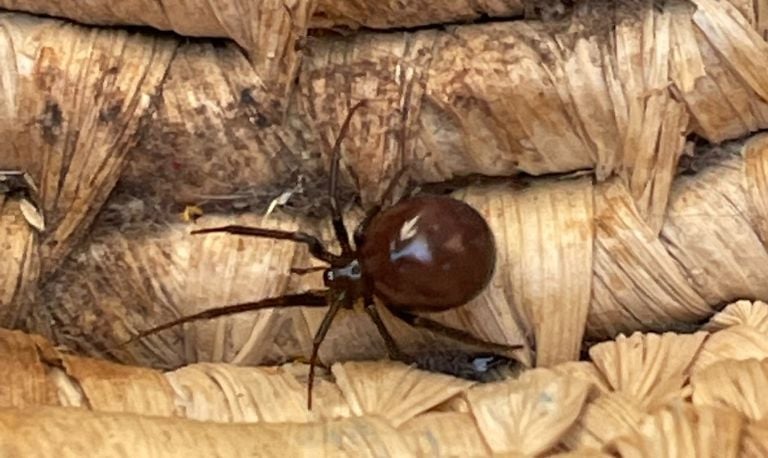 De spin grote steatoda (foto: Antje de Bruyn).