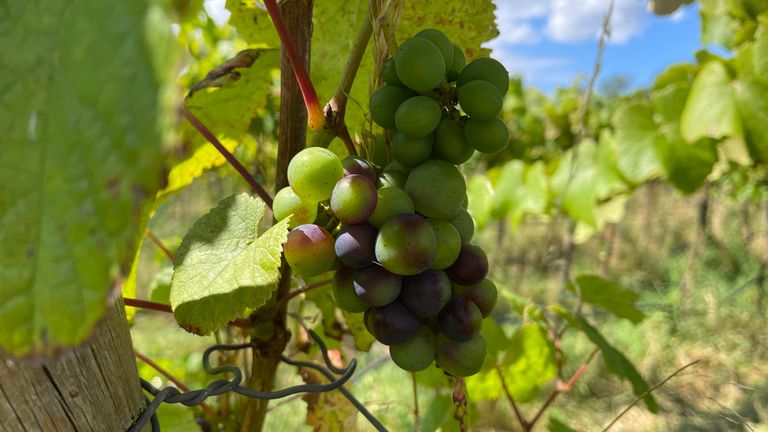 Sommige druiven beginnen al te kleuren (foto: Jan Waalen).