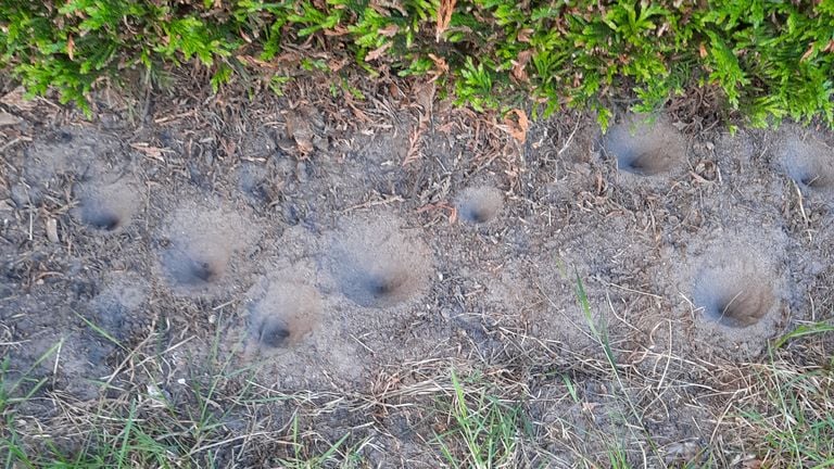 Kuiltjes van mierenleeuwen (foto: Maria Kuijken).