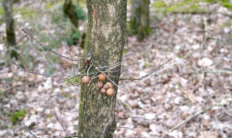 Knikkergallen (foto: Jack van Leuken).