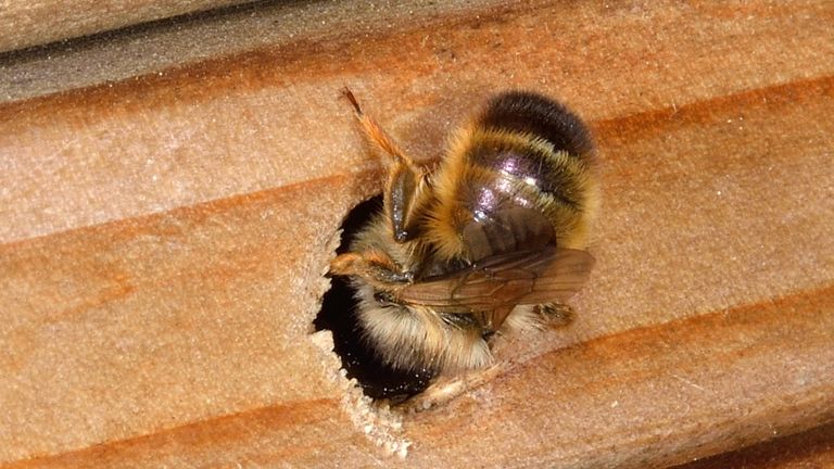 Een rosse metselbij (foto: Saxifraga/Ab H. Baas).