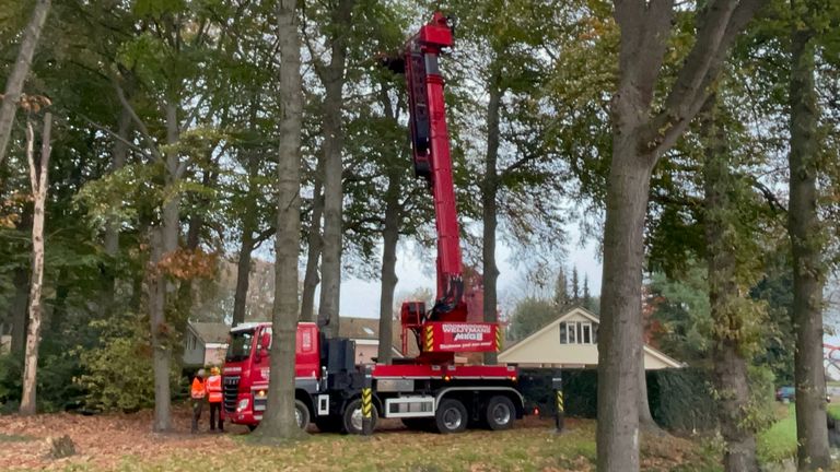 De gemeente heeft vrijdag bomen in Hoeven gesnoeid en gekapt (foto: Robert te Veele).