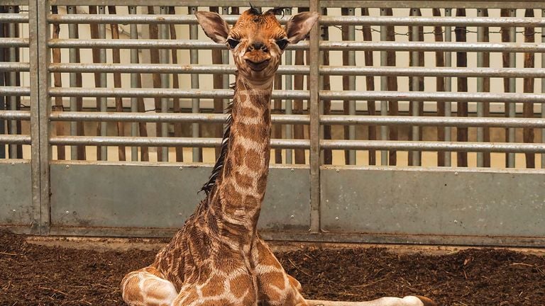 Kijk dat blije koppie nou! (foto: Beekse Bergen/Mariska Vermij-van Dijk).