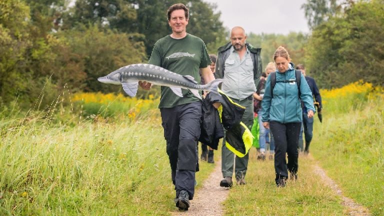 Onderzoeker Niels Brevé van Sportvisserij Nederland met een knuffelsteur, tijdens een uitzet  (foto: Frank van der Burg)