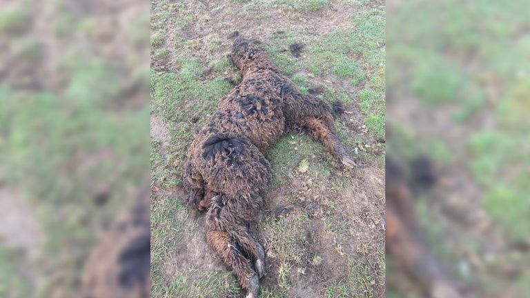 Twee alpaca's lagen dood in de wei (foto: Fien Roefs).