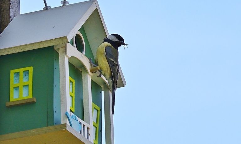 Een koolmees voor een nestkastje (foto: Pixabay).