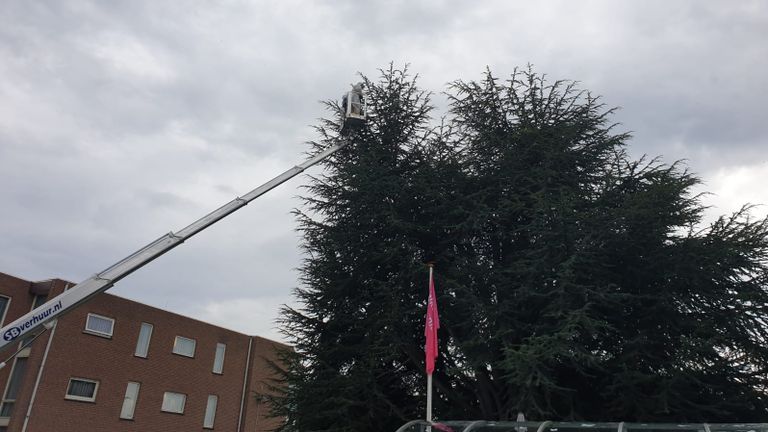 Met een hoogwerker en een stofzuiger wordt het nest hoornaars te lijf gegaan (foto: Jo Walen). 