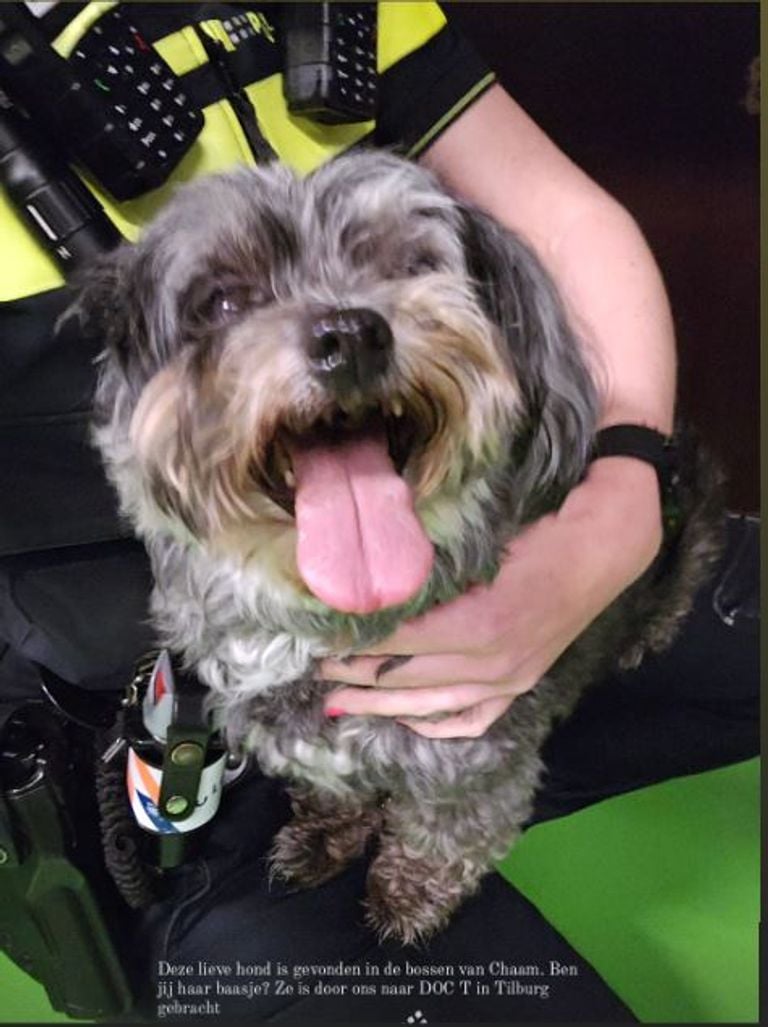 De gevonden hond is naar DOC T in Tilburg gebracht (foto: Instagram politie Markdal). 