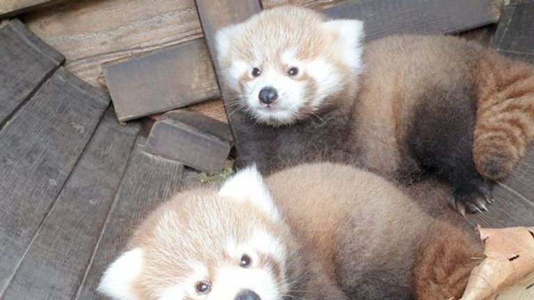 Billy en Bobby in ZooParc Overloon (foto: ZooParc Overloon).