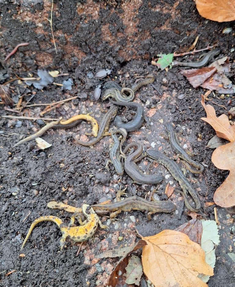 Een heleboel kleine watersalamanders. (Foto: Tineke_de_Graaf)