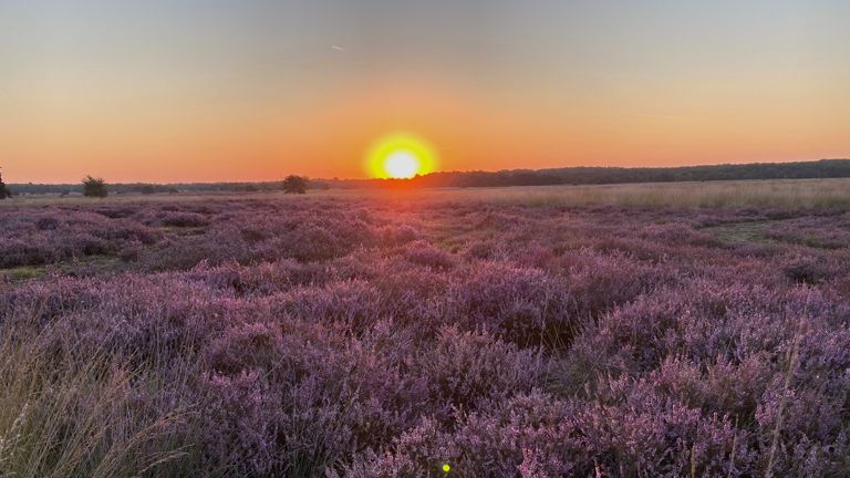 De heide op de Kampina in bloei. Foto: Frans Kapteijns