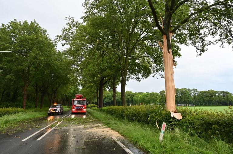 De door de bliksem getroffen boom (foto: Perry Roovers/SQ Vision).