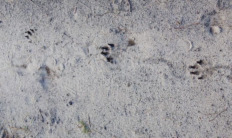 Spoor van een hond of een wolf (foto: Ad van Brunschot).