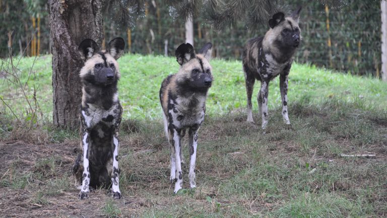 Foto: ZooParc Overloon