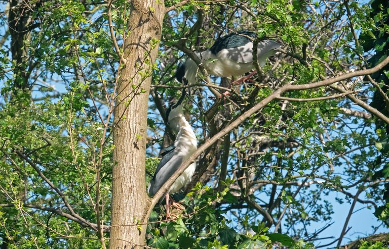 Twee kwakken (foto: Caroline Moelker).