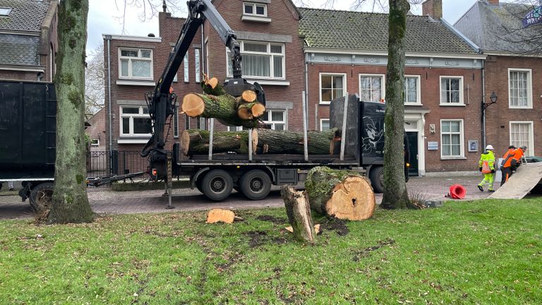 Resten van de Wilhelminalinde worden afgevoerd (foto: Omroep Brabant).