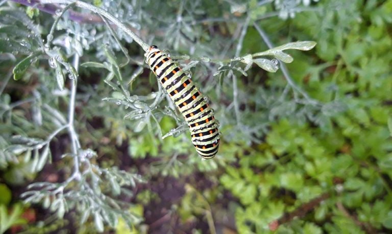 De rups van de koninginnenpage (foto: Piet Heijmans).