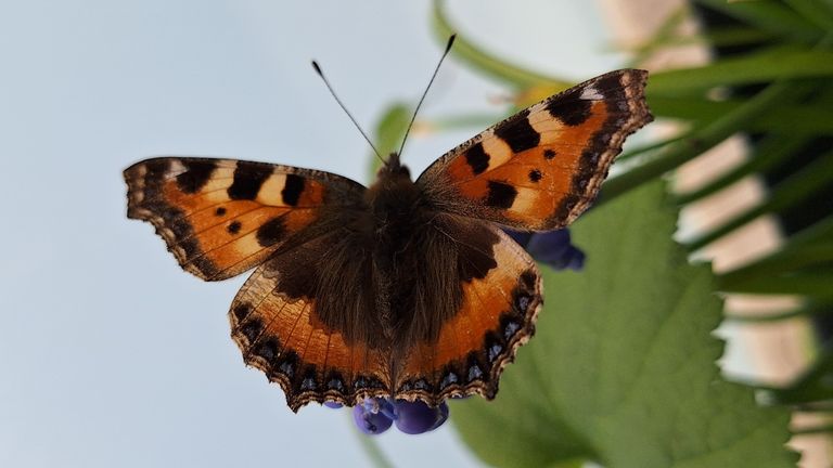 Een kleine vos (foto: Yvonne Rommelaars).