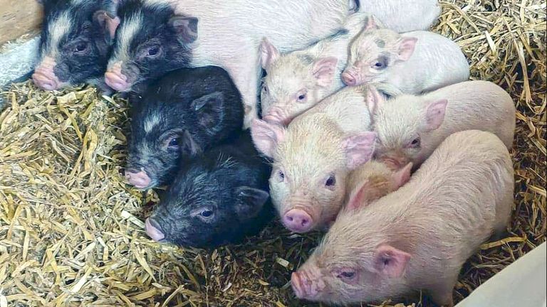 De achtergelaten biggen (foto: Hobbyist Pig Association)