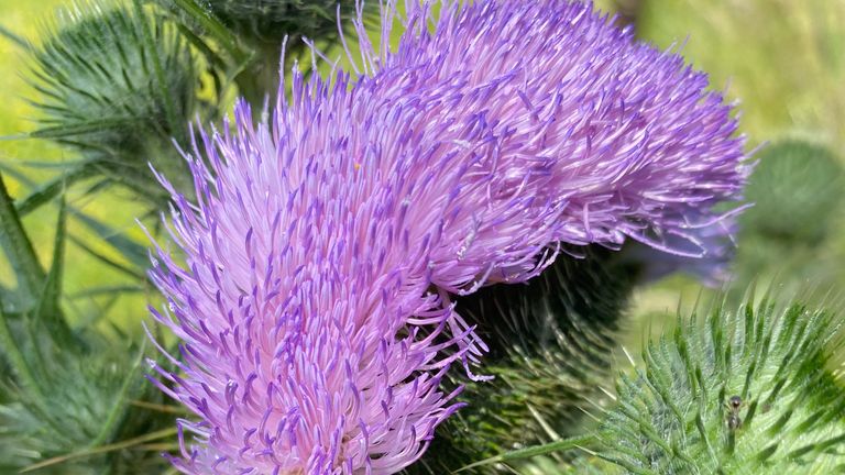 Een in bloei staande vreemde bloemknop bij de speerdistel (foto: Kees Aarts).