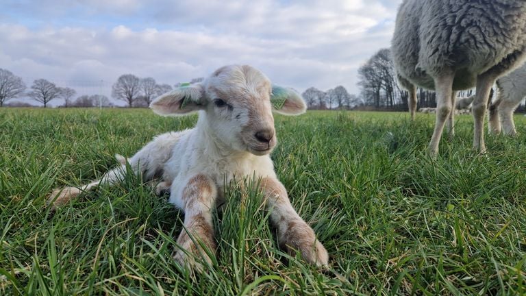 Lammetjes mogen voor het eerst naar buiten (foto: Noël van Hooft)