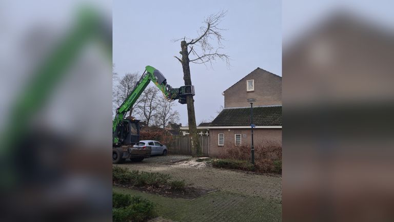 De dag dat de boom gekapt werd (Foto: eigen beeld)