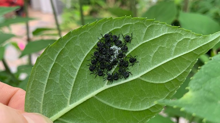 Een larve en eitjes van de groene schildwants (foto: Malis van Kemenade).