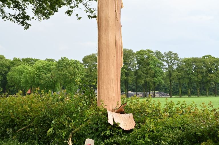 De ontvelde boom (foto: Perry Roovers/SQ Vision).