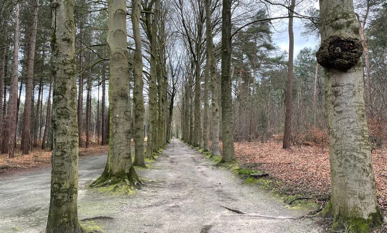 Wandelpad op landgoed Sparrenhof (foto: Omroep Brabant).